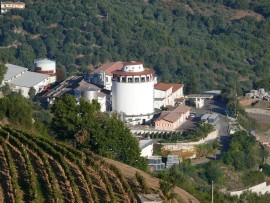 Dai vitigni degli Antichi Poderi di Jerzu i vini simbolo di una terra incontaminata 