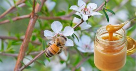 Miele di MANUKA: un tesoro della natura dalle straordinarie proprietà