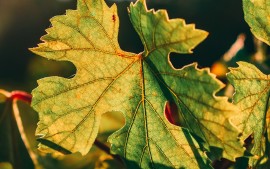 Tesori Enologici di Sardegna: Viaggio Sensoriale tra Cantine e Vitigni Emblematici