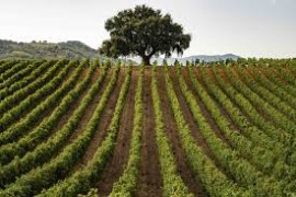 Consorzio di Tutela Vini DOC Sicilia: successo per la campagna promozionale in Italia e Germania dei Vini DOC Sicilia, in continua ascesa e trainati dai bianchi 