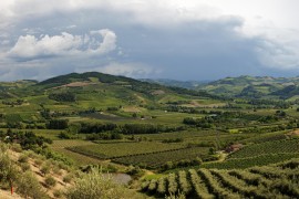 Consorzio Vini di Romagna: nell’anno segnato dall’alluvione si celebra una vendemmia di qualità