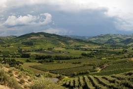 Consorzio Vini di Romagna: nell’anno segnato dall’alluvione si celebra una vendemmia di qualità