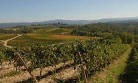  Vendemmia, Consorzio Vino Chianti: “Calo di produzione in media del 20%, ma qualità resta buona”