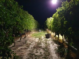 Vendemmia notturna, la scelta socialmente sostenibile di Montalbera