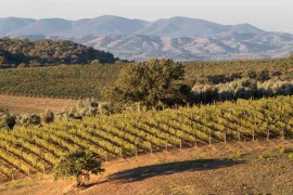 Incendi nel cuore del Montecucco: colture salve, ma tra i produttori resta alta l'allerta per caldo e siccità