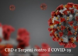 602 Natural Hemp segnala due studi importanti su una risorsa contro il COVID: CBD e Terpeni