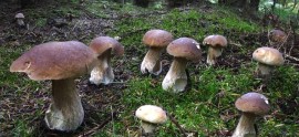 Il Grand Tour delle Marche fa tappa nelle Alte Marche con “Cagli, Terre del fungo”