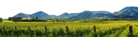  Rosso bordó: il Consorzio Tutela Vini Colli Euganei promuove l’eredità bordolese
