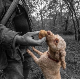 Truffle Hunting: vivere la caccia al tartufo ad Acqualagna con Lindbergh