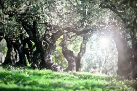 Promozione e cultura dell'Olio al Frantoio Bonamini ospiti gli studenti dell'Università di Tucson (Arizona)