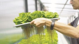 Agricooltur®, la startup italiana leader nella coltivazione aeroponica produce cibo più sano, in modo responsabile 