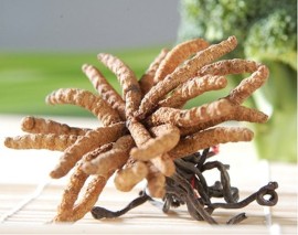 Cordyceps Sinensis:  straordinario fungo della forza e dell’energia psico-fisica