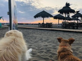 AU BE®: la prima certificazione aziendale a misura di... CANE !