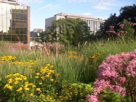 Derbigum e Daku Italia, una collaborazione che cammina sul blue green roof