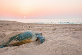 OMAN: Proposte di Natale e Capodanno dello specialista ORIGINALTOUR