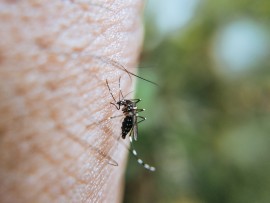 Come evitare e trattare le punture di zanzara