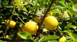Il 17 Febbraio è la Giornata Mondiale Agrumi: limone, l'elisir del benessere. Per 7 italiani su 10 è icona nazionale. Lo compra il 92% dei consumatori, è un must dello star bene quotidiano