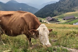 Estate in malga con Visit Zoncolan alla scoperta di un mondo di genuinità e di sapori antichi