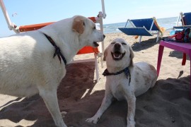 Riapre ufficialmente BAUBEACH®: well-being per persone e cani, guardando al futuro