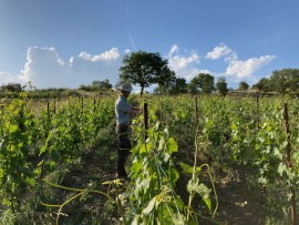 Toscana: il Sancaba Pinot Nero Toscana 2021, premio speciale della Guida Oro I Vini di Veronelli 2024