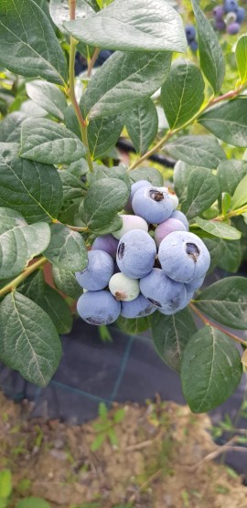 Anteprima International Blueberry Days