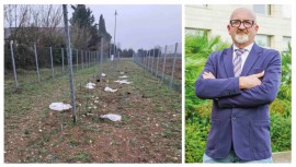 Vandali al vigneto sperimentale: «I talebani della ricerca non ostacolino il progresso»