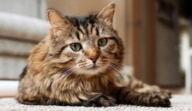Animali da compagnia: in italia ce ne sono oltre 65 milioni
