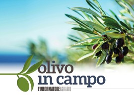  Al via a ottobre con l’Informatore Agrario “Olivo in campo” 