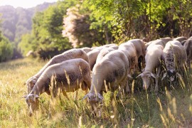 Nasce la Scuola per la pastorizia estensiva di Calascio: otto masterclass per formare i pastori del futuro nel cuore dell’Abruzzo