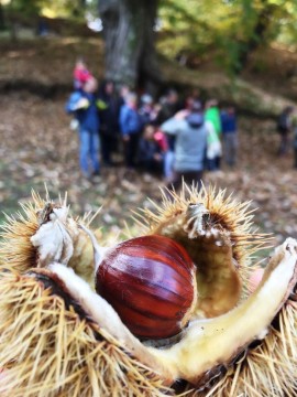 Trentino, con DiVin Ottobre in alto i calici per brindare all'autunno