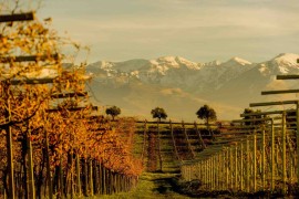 L'Abruzzo nell'Olimpo del Vino