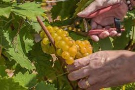 Vino, Consorzio Asti Docg: al via la vendemmia per la denominazione più estesa del Piemonte