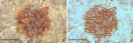 Scoperta l'impronta digitale umana più antica conosciuta