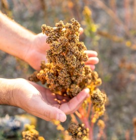 La quinoa: una coltura a prova di meteo