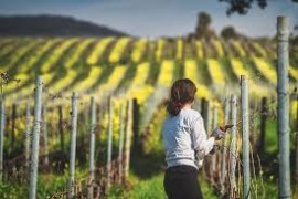 Monteverro al Prowein 2023 con l'annata 2019, la prima certificata biologica