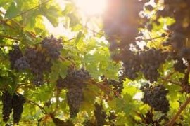VALPOLICELLA: 