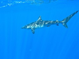 8 giugno 2025. In occasione della Giornata Mondiale degli Oceani MSC Marine Stewardship Council festeggia 10 anni di attività in Italia