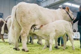 Latte, Fieragricola: segnali positivi per il mercato