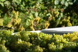  Ferrari Trento dà il via alla vendemmia 2024