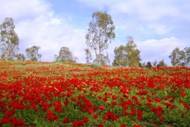 Israele in fiore! Arriva la primavera nel deserto