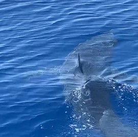Vanno a pesca di tonni ma pescano uno squalo