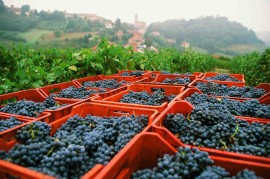  30 vendemmie di Alfiera Barbera d’Asti DOCG Superiore