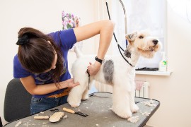 I professionisti di settore Rivelano Quanto tempo ci vuole per Toelettare un Cane