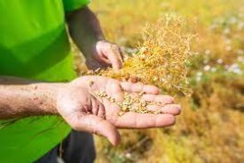 Agricoltura rigenerativa per la filiera di leguminose: al via il progetto sperimentale di Andriani con il supporto di xFarm Technologies 