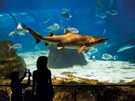 L'Acquario di Barcellona:  il più importante centro marino ricreativo e didattico al mondo sui temi del Mediterraneo