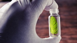 Dalla natura un’arsenale antimicrobico: piante, funghi e rimedi olistici