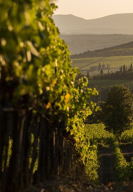 Tenuta Luce, vendemmia 2022.  Un esercizio di stile che porta con sé una vendemmia sorprendente