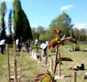 Parma, verso i 100 mila alberi piantati