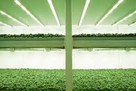 Planet Farms porta a Macfrut 2024 il proprio gusto rivoluzionario da agricoltura verticale