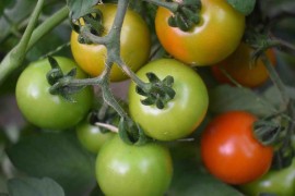  Dalla Calabria a Terra Madre, ecco due nuovi Presìdi Slow Food: il pomodorino siccagno di Zagarise e l’arancia belladonna di San Giuseppe